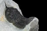 Bargain, Morocconites Trilobite Fossil - Morocco #127474-5